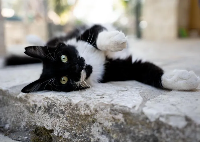 Nyaraló Casa Tereza